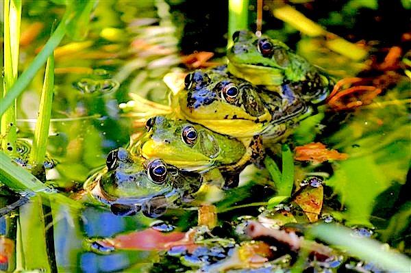 Four Frogs, Walking at Dusk and Other Poems